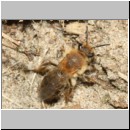 Andrena barbilabris - Sandbiene w18d 11mm - Sandgrube Niedringhaussee det.jpg